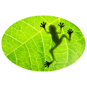 Frogscaping